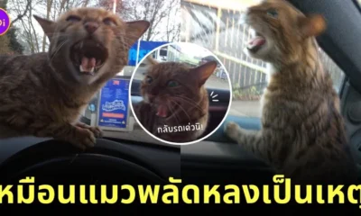สาวช่วยแมวพลัดหลงในปั๊ม tiktok