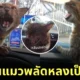 สาวช่วยแมวพลัดหลงในปั๊ม tiktok