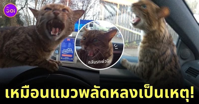 สาวช่วยแมวพลัดหลงในปั๊ม tiktok