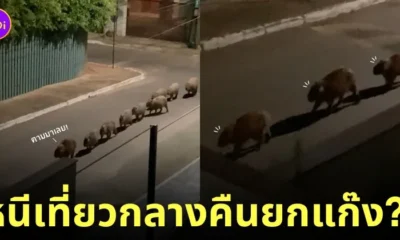 คลิปแก๊งหมามะพร้าวเดินเรียงกันเป็นแถวยามดึก TikTok