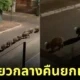 คลิปแก๊งหมามะพร้าวเดินเรียงกันเป็นแถวยามดึก TikTok