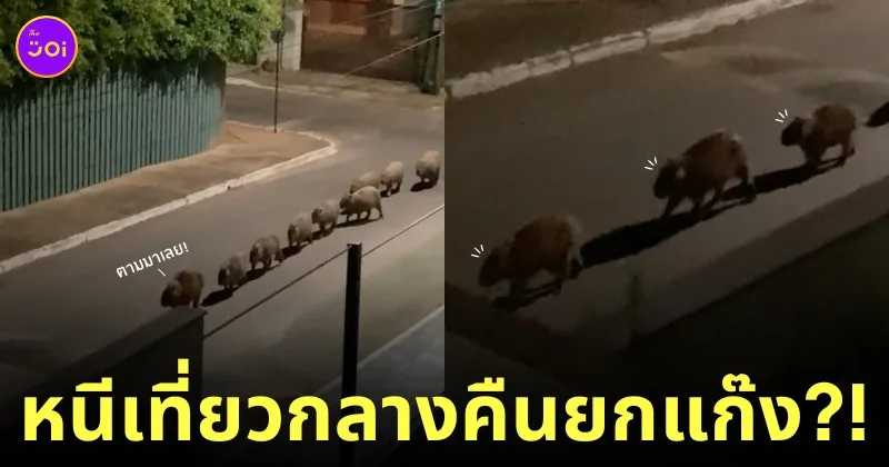 คลิปแก๊งหมามะพร้าวเดินเรียงกันเป็นแถวยามดึก TikTok