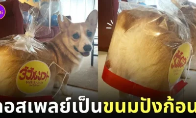 หมาคอร์กี้ คอสเพลย์ ถุงขนมปัง