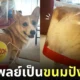 หมาคอร์กี้ คอสเพลย์ ถุงขนมปัง