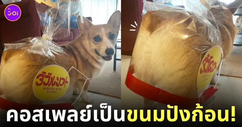 หมาคอร์กี้ คอสเพลย์ ถุงขนมปัง