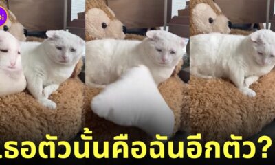 แมวรีแอคชั่นหมอนสกรีนรูปตัวเอง