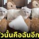 แมวรีแอคชั่นหมอนสกรีนรูปตัวเอง