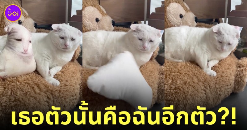 แมวรีแอคชั่นหมอนสกรีนรูปตัวเอง