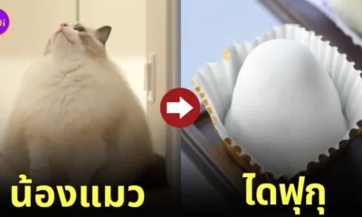 แมวไดฟุกุ Yukimi Daifuku
