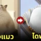 แมวไดฟุกุ Yukimi Daifuku