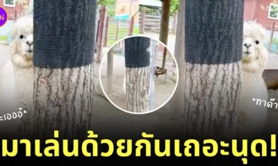 อัลปาก้า สวนสัตว์ญี่ปุ่น แอบมองคนอยู่หลังต้นไม้