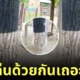 อัลปาก้า สวนสัตว์ญี่ปุ่น แอบมองคนอยู่หลังต้นไม้