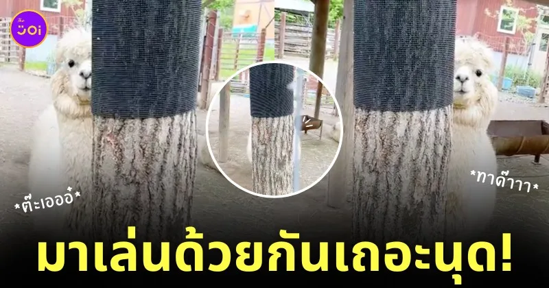อัลปาก้า สวนสัตว์ญี่ปุ่น แอบมองคนอยู่หลังต้นไม้