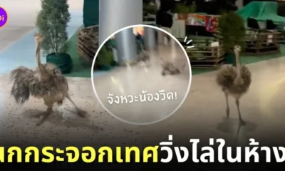 คลิปนกกระจอกเทศวิ่งไล่ในห้างตอนดึก tiktok