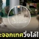 คลิปนกกระจอกเทศวิ่งไล่ในห้างตอนดึก tiktok