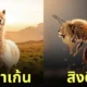 ภาพตัดต่อ Animal Hybrids สัตว์โลกผสมข้ามสายพันธุ์ Photoshop