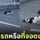 ภาพแมวนอนยึดแท่นปูนกั้นล้อที่จอดรถ