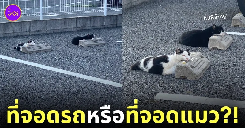 ภาพแมวนอนยึดแท่นปูนกั้นล้อที่จอดรถ