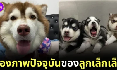 ส่องภาพปัจจุบันของ "โรเตอร์-นาโน-มิลลิ" ลูกของ "หมวยเล็ก (เล็กเล็ก)" ไซบีเรียนถูกน้ำร้อนราด ที่ยิ่งโตก็ยิ่งน่ารัก!