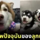 ส่องภาพปัจจุบันของ "โรเตอร์-นาโน-มิลลิ" ลูกของ "หมวยเล็ก (เล็กเล็ก)" ไซบีเรียนถูกน้ำร้อนราด ที่ยิ่งโตก็ยิ่งน่ารัก!