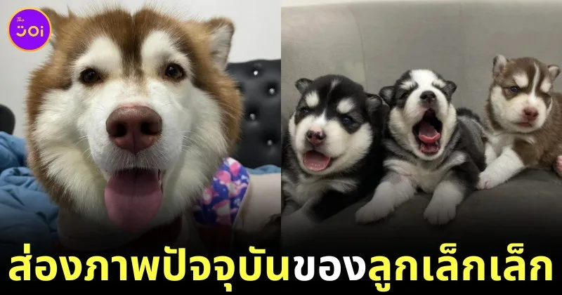 ส่องภาพปัจจุบันของ "โรเตอร์-นาโน-มิลลิ" ลูกของ "หมวยเล็ก (เล็กเล็ก)" ไซบีเรียนถูกน้ำร้อนราด ที่ยิ่งโตก็ยิ่งน่ารัก!