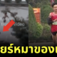 หมาไล่กัดนักวิ่งเวียดนามจนได้แชมป์