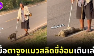 cat and grandpa viral