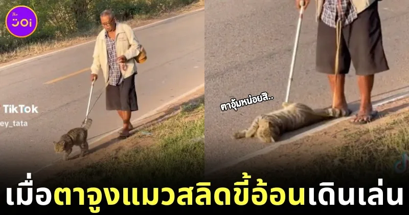 cat and grandpa viral