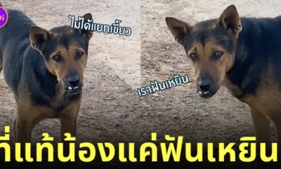 หมาฟันเหยิน วิ่งไล่กัด