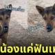 หมาฟันเหยิน วิ่งไล่กัด