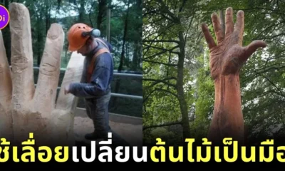 giant hand from tallest tree