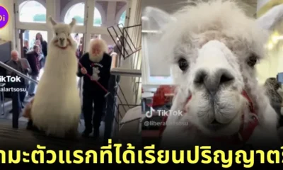วิทยาลัยในสหรัฐฯ เปิดให้ "Caesar the No Drama Llama" เป็นลามะตัวแรกที่ได้เข้าเรียนหลักสูตรปริญญาตรี