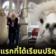 วิทยาลัยในสหรัฐฯ เปิดให้ "Caesar the No Drama Llama" เป็นลามะตัวแรกที่ได้เข้าเรียนหลักสูตรปริญญาตรี