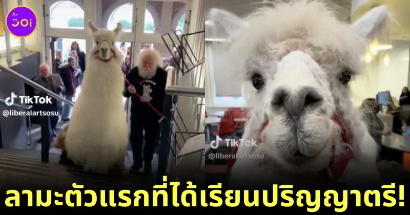 วิทยาลัยในสหรัฐฯ เปิดให้ "Caesar the No Drama Llama" เป็นลามะตัวแรกที่ได้เข้าเรียนหลักสูตรปริญญาตรี