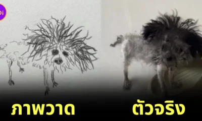หลานวาดรูปสัตว์เลี้ยง tiktok