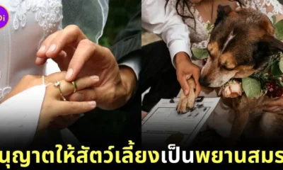 หลายรัฐในสหรัฐอเมริกาอนุญาตให้สัตว์เลี้ยงเป็นพยานในการแต่งงานและจดทะเบียนสมรส