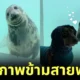 seal dauchsund friendship