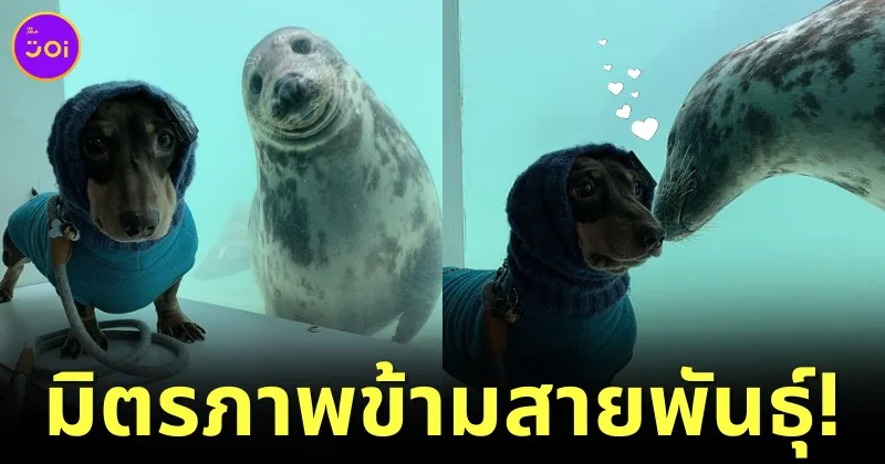 seal dauchsund friendship