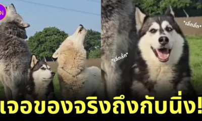 siberian wolf dog howl