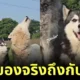 siberian wolf dog howl