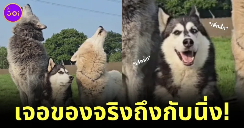 siberian wolf dog howl
