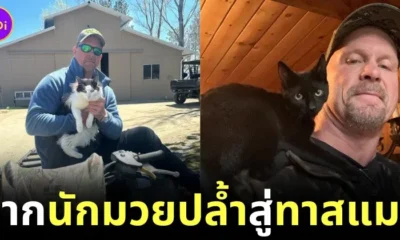 stone cold catlover