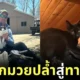 stone cold catlover