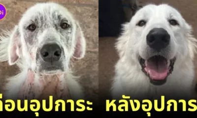 ส่อง 25 ภาพก่อนและหลังสุนัขจรจัดได้รับอุปการะ พลังแห่งความรักของทาสหมา ทำให้หน้าตาของน้อง ๆ เปลี่ยนมาน่ารักได้จริง! (ภาค 2)