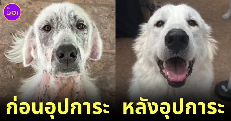 ส่อง 25 ภาพก่อนและหลังสุนัขจรจัดได้รับอุปการะ พลังแห่งความรักของทาสหมา ทำให้หน้าตาของน้อง ๆ เปลี่ยนมาน่ารักได้จริง! (ภาค 2)