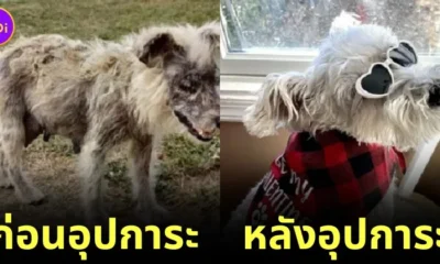 25 before and after adoption part 3