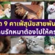 แจกพิกัด 9 คาเฟ่สุนัขสายพันธุ์ต่าง ๆ ทั่วไทย เอาใจคนรักเจ้าตูบสี่ขา
