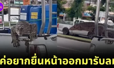 เฉลยแล้ว! ตัวเงินตัวทองเกาะท้ายรถกระบะ แค่ออกมารับลมระหว่างไปโรงพยาบาลสัตว์ ตอนนี้ปลอดภัยดีแล้ว