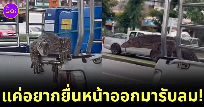 เฉลยแล้ว! ตัวเงินตัวทองเกาะท้ายรถกระบะ แค่ออกมารับลมระหว่างไปโรงพยาบาลสัตว์ ตอนนี้ปลอดภัยดีแล้ว