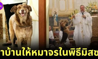 ไอเดียแจ่ม! นักบวชชาวบราซิลพาสุนัขจรจัดมาร่วมพิธีมิสซาทุกครั้ง เพื่อหาบ้านที่อบอุ่นให้กับน้อง